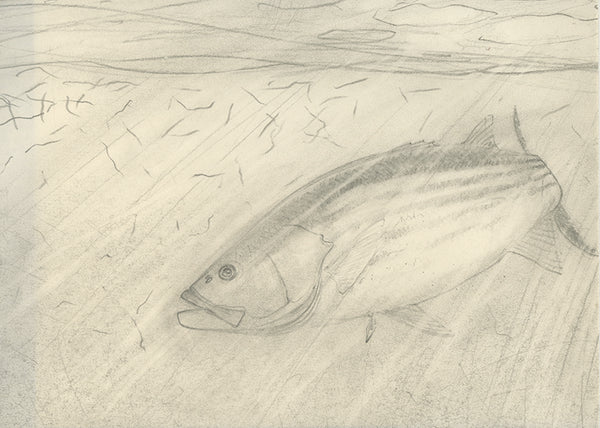 Nick Mayer rough sketch striped bass