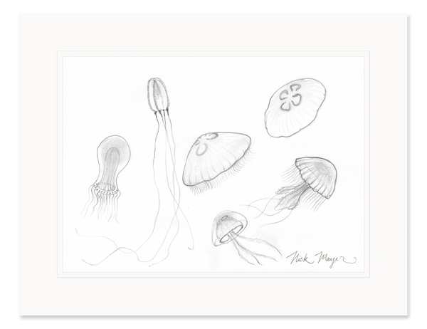 Jellyfish Study Original Pencil Sketch Nick Mayer Art