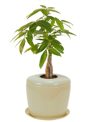 bonsai urn