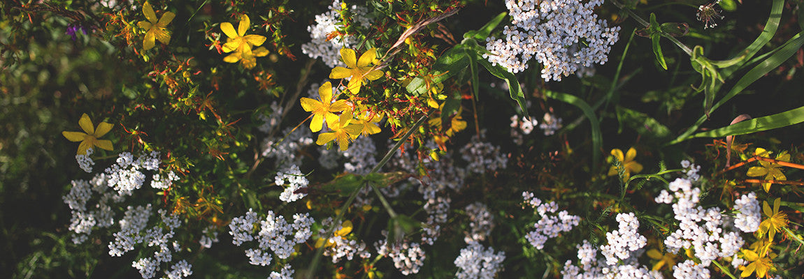 Midsummer - Herbal Witchery