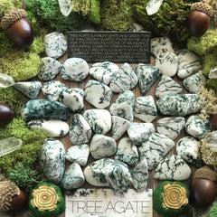 Tree Agate Gemstone Set - Sabbat Box