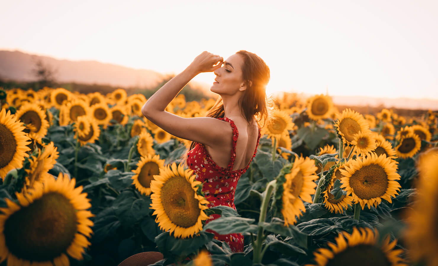 sunflowers-in-greek-mythology