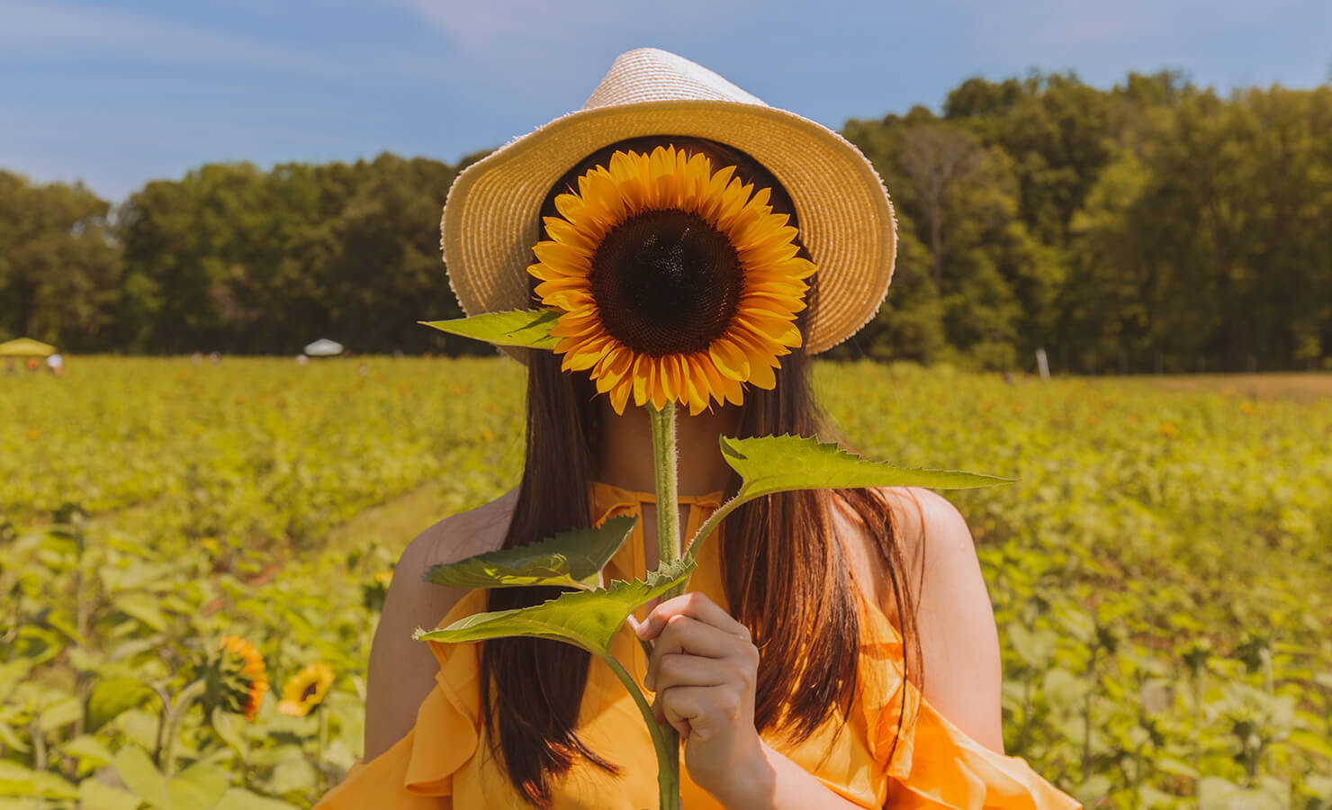 sunflower-symbol-of-provision-meaning