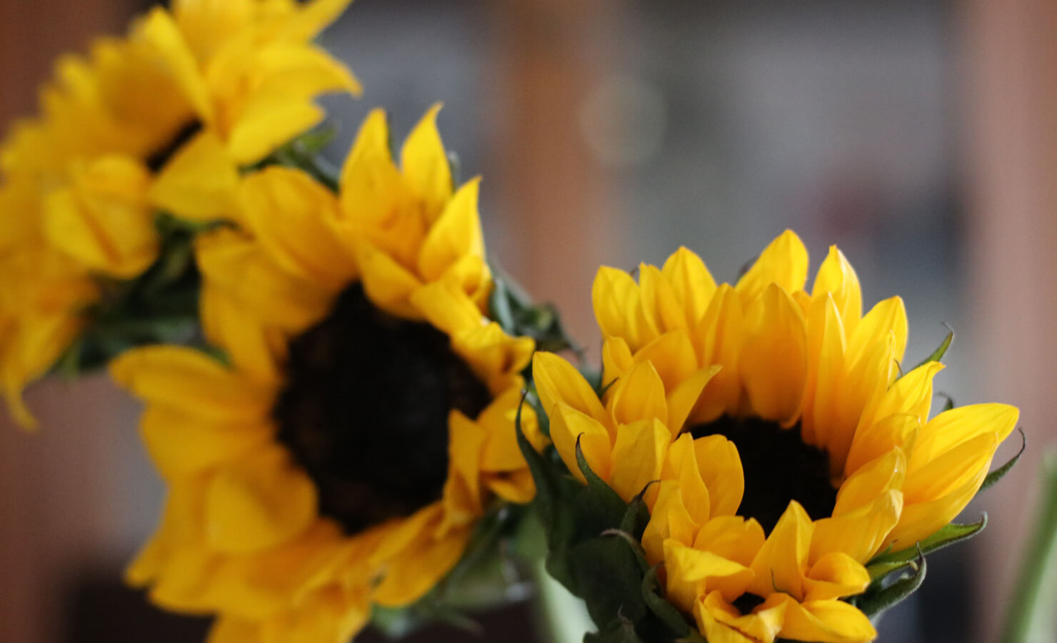 sunflower-meaning-symbol-of-longevity
