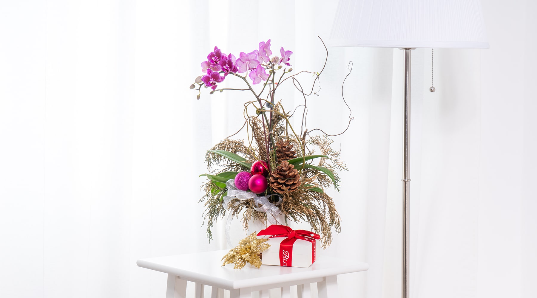 bloomthis-mini-christmas-orchid