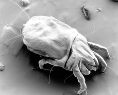 House dust mite close-up