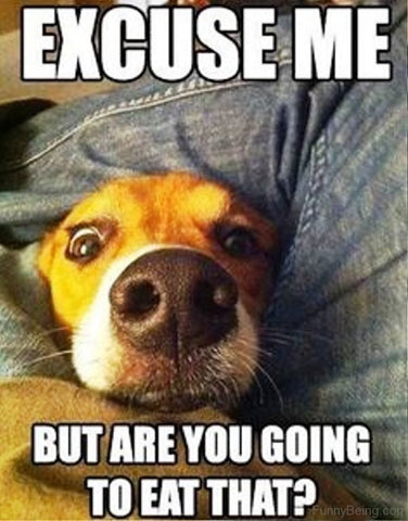 funny pics of dogs with captions
