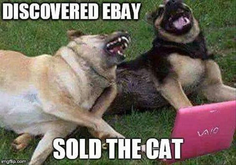 funny dog and cat meme
