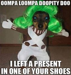 Dog Meme | Funny Dog Memes | Halloween Humor | Bullwrinkles Dog Treats