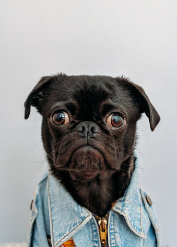 funny pug