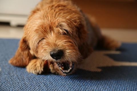 dog chewing on dental treat