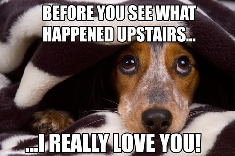 funny pics of dogs with captions