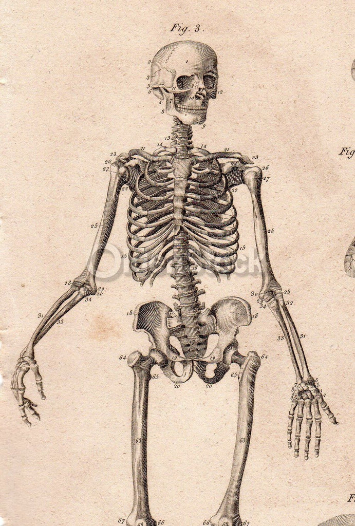 Male Skeleton Skeletal System Anatomy Drawing Antique Graphic Engravin