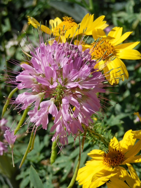 Cleome Serrulata Plants Of The Southwest