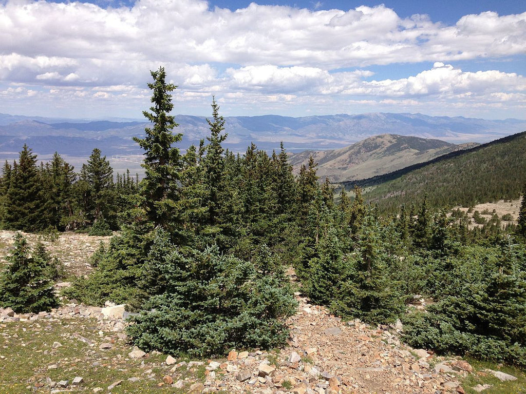 Picea engelmannii