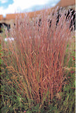 Schizachyrium scoparium
