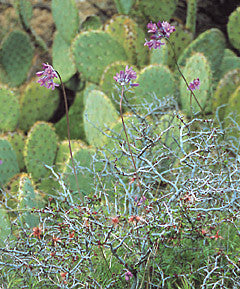 Dichelostemma capitatum