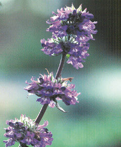 Penstemon rydbergii