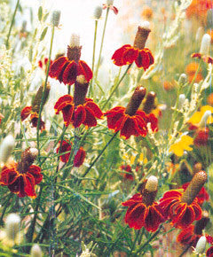 Ratibida columnifera red