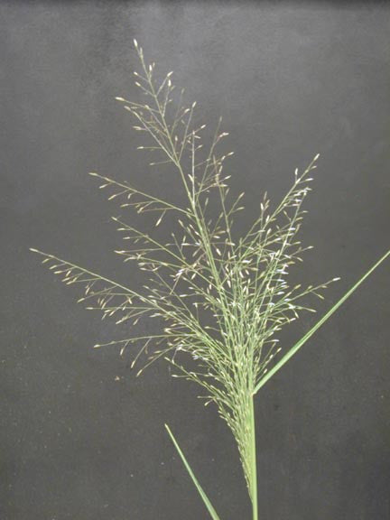 Sporobolus cryptandrus – Plants Of The Southwest