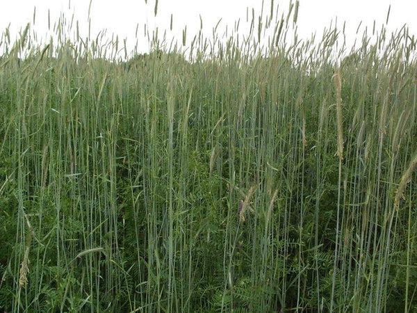 Cover Crops Plants Of The Southwest