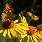 Hymenoxys hoopesii