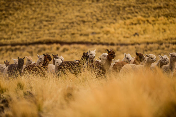 STUDY 34 alpaca inca tops knitwear peru