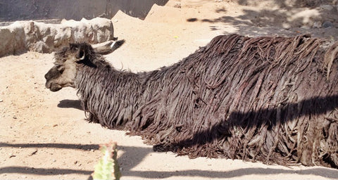 suri alpaca animal brown sustainable peru