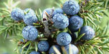 Juniper berries