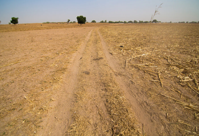 Trees For The Future Rain Desertification