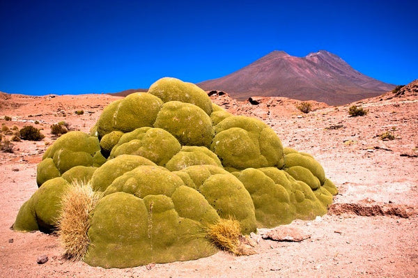 Yareta of Peru, An endangered species used for cooking, taking thousands of years to regrow.