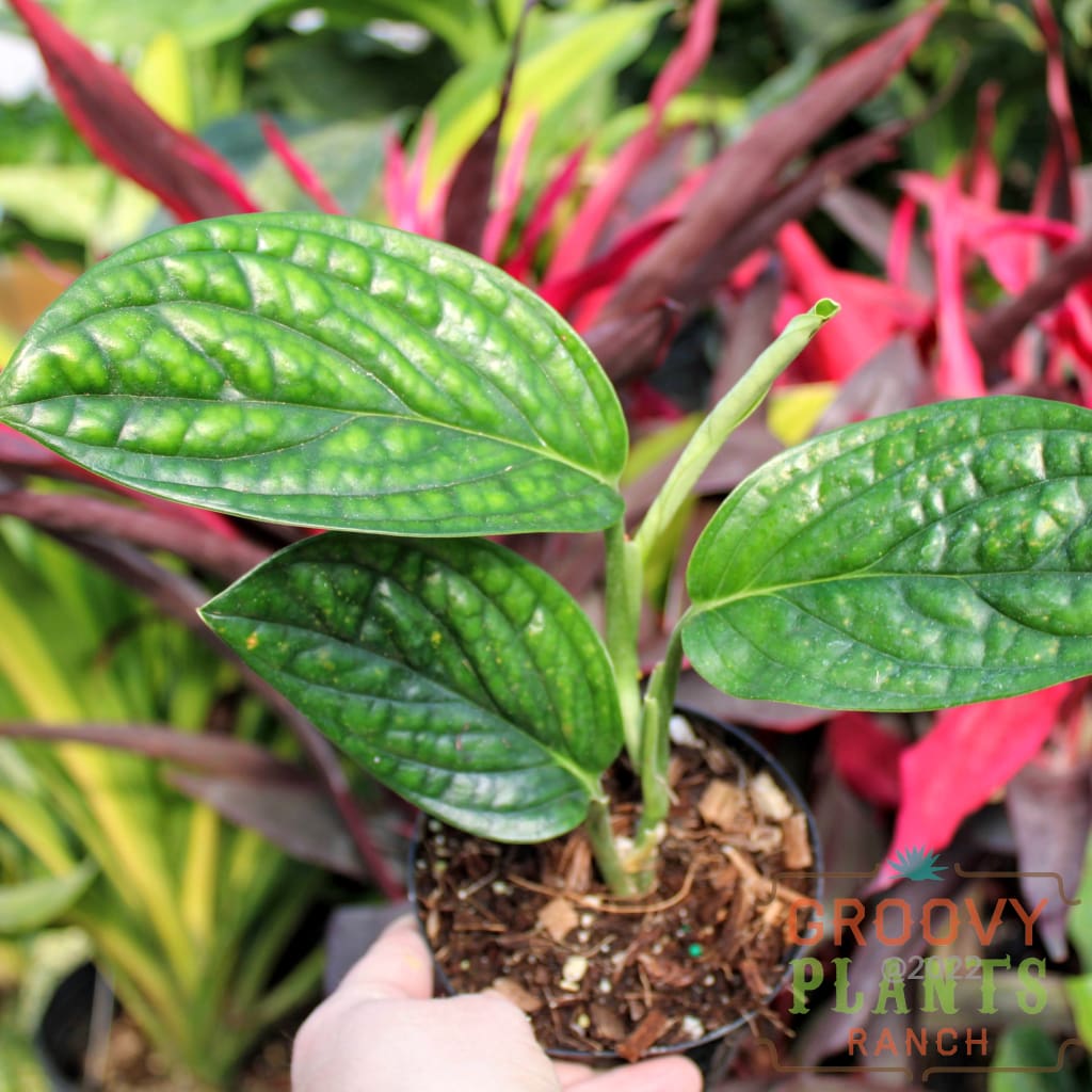 Peru monstera Hands