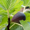 Fig 'Black Spanish' - 1 gallon