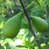 Fig 'Stella' TM - 1 Gallon
