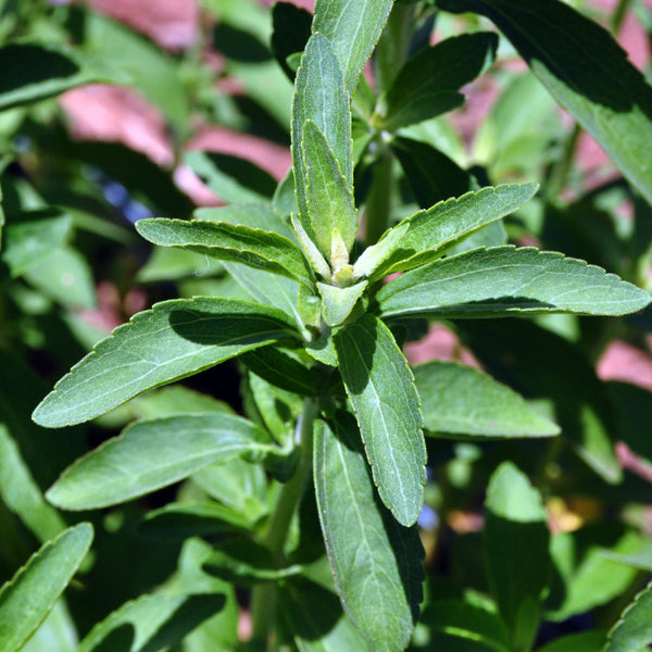 Sweet Paraguay (Stevia rebaudiana)