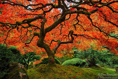 Tree of the Red Dragon