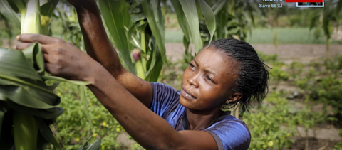 Field of dreams: On a maize farm near Bangui