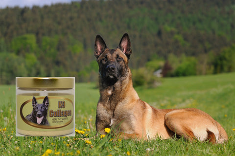 K9 collagen