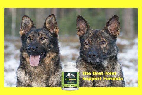 dog vitamins for joints