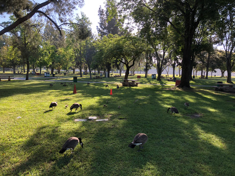 CP Explorations - Santa Fe Dam Grassy Areas