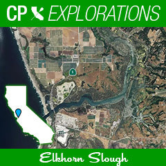 Cali Paddler Explorations Elkhorn Slough
