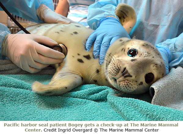 Marine Mammal Center 5% Paddle Pledge