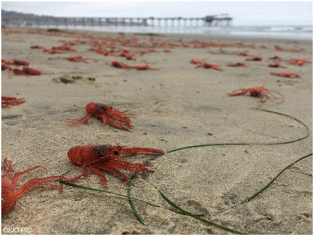 Tuna Crabs on California Beaches