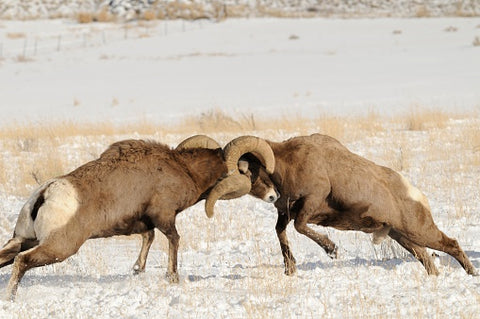 Bighorn Rams Tussle in Winter