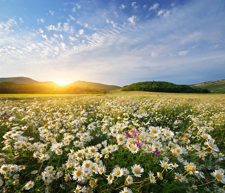 Spring flowers