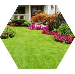 Turf Grass Humates