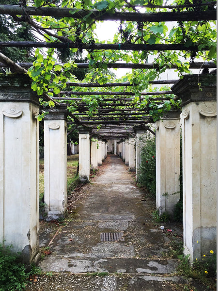 grape vines in the gardens at certosa san daniele, napoli, italy