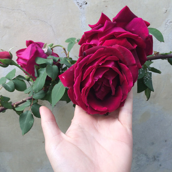 roses in the gardens at certosa san daniele in naples, italy