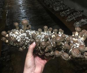 BALA O ALPACA SHII-TAKE GERMINADA 1,6 kg + REGALO de otra bala 2x1
