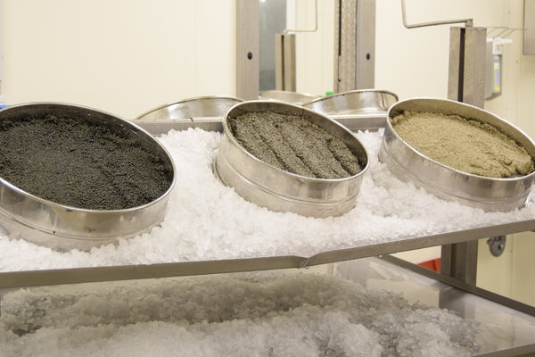 Attilus Caviar | Caviar price | Sustainable Caviar | Buy Caviar | Online